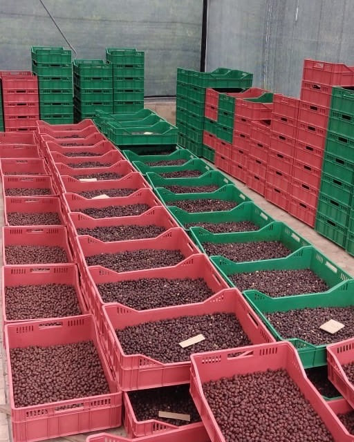 Ponderosa Geisha Anaerobic Natural