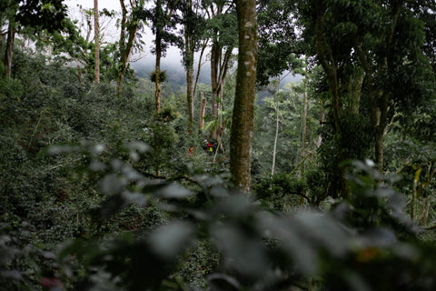 El Burro Geisha Honey