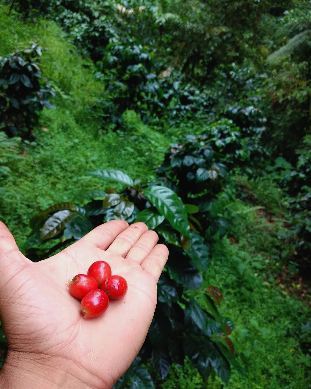 Corpachi Pacamara Anaerobic Natural