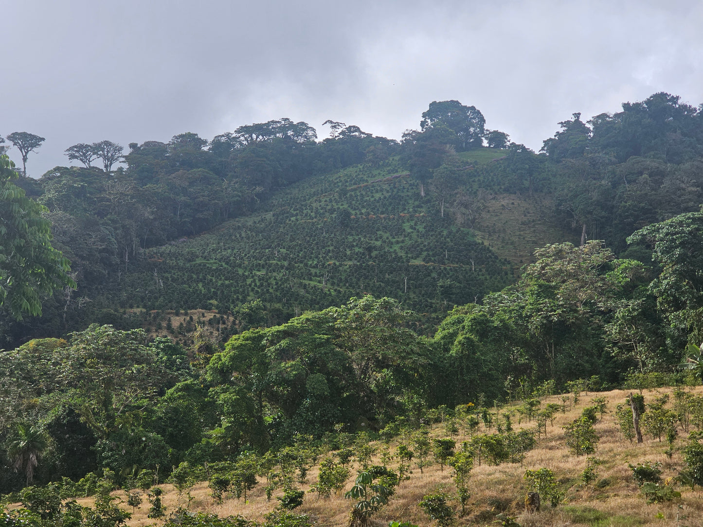 Mil Cumbres Geisha Washed