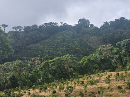 Mil Cumbres Geisha Washed