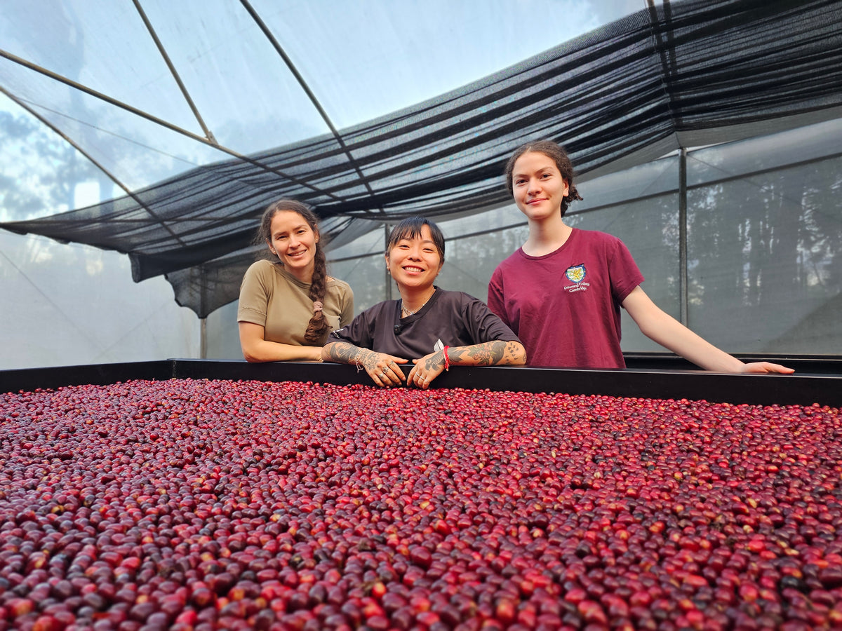 Rose Coffee Roasters - Specialty Coffee