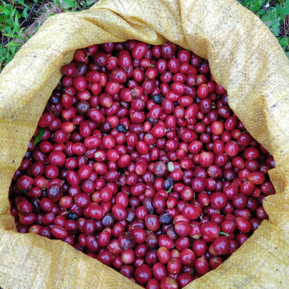 Corpachi Pacamara Anaerobic Natural