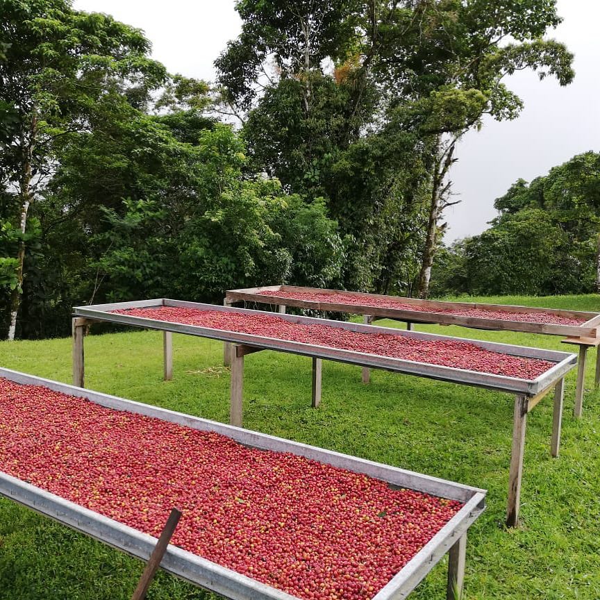 Ponderosa Geisha Anaerobic Natural