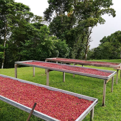 Ponderosa Geisha Anaerobic Natural