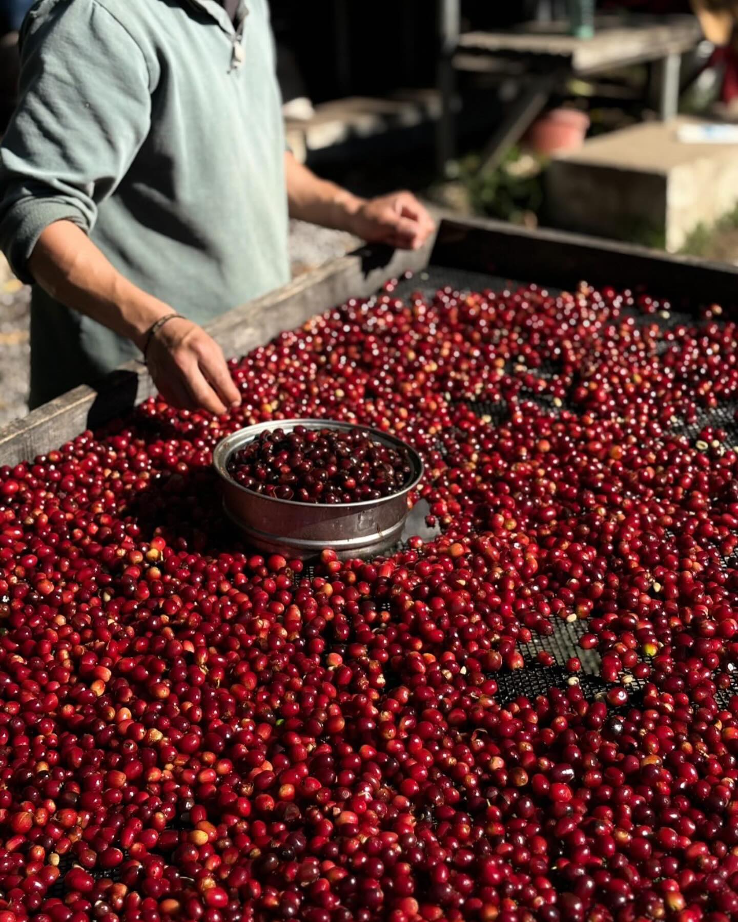 Mt Totumas Pre-Dry Geisha Natural Swiss BrC Championship Lot