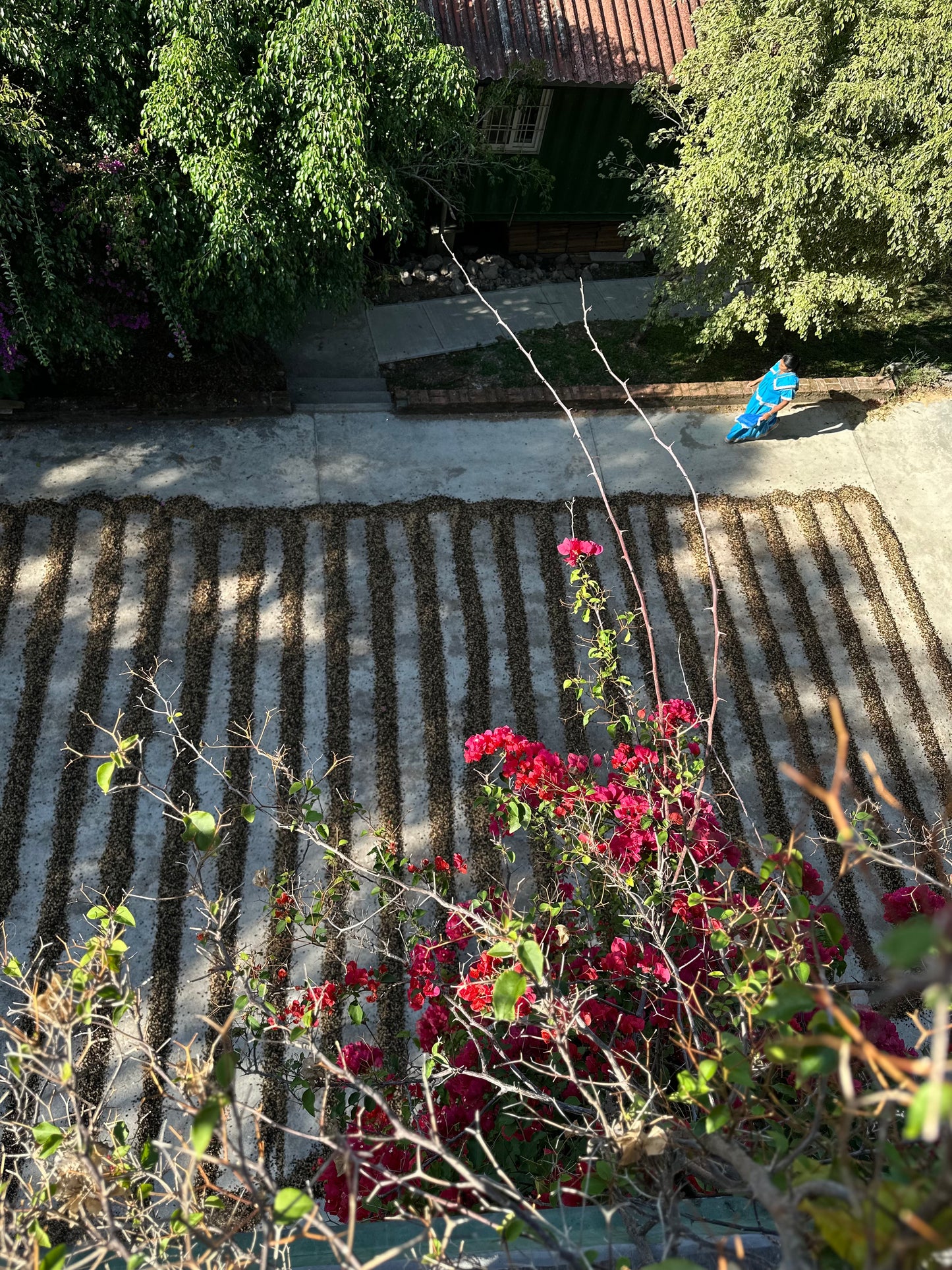 Hacienda La Esmeralda Geisha Washed