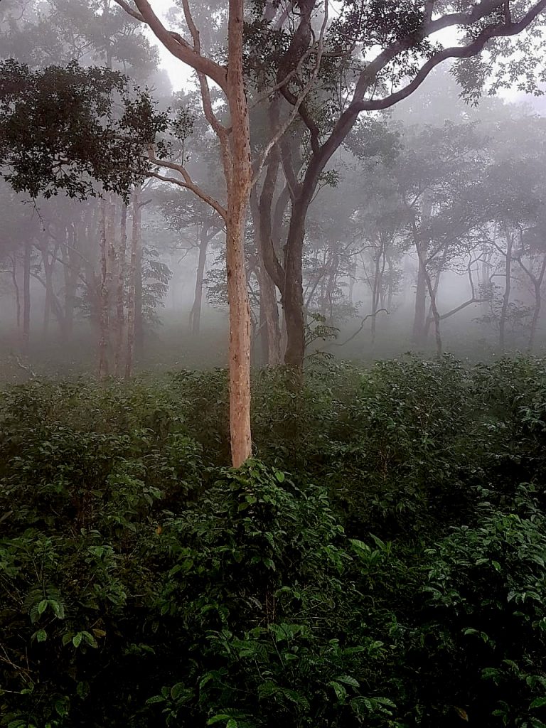 Abu Geisha Washed #3275