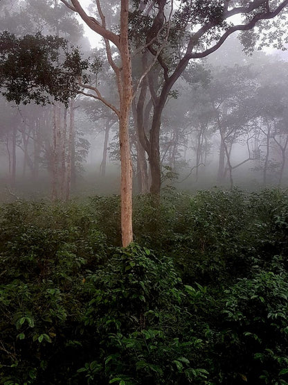 Abu Geisha Washed #3275