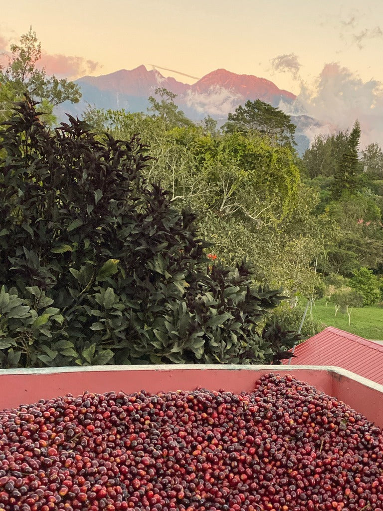 Janson Natural Geisha #942