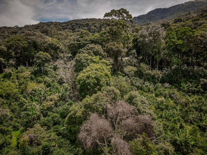 Agricola Geisha Anaerobic Washed