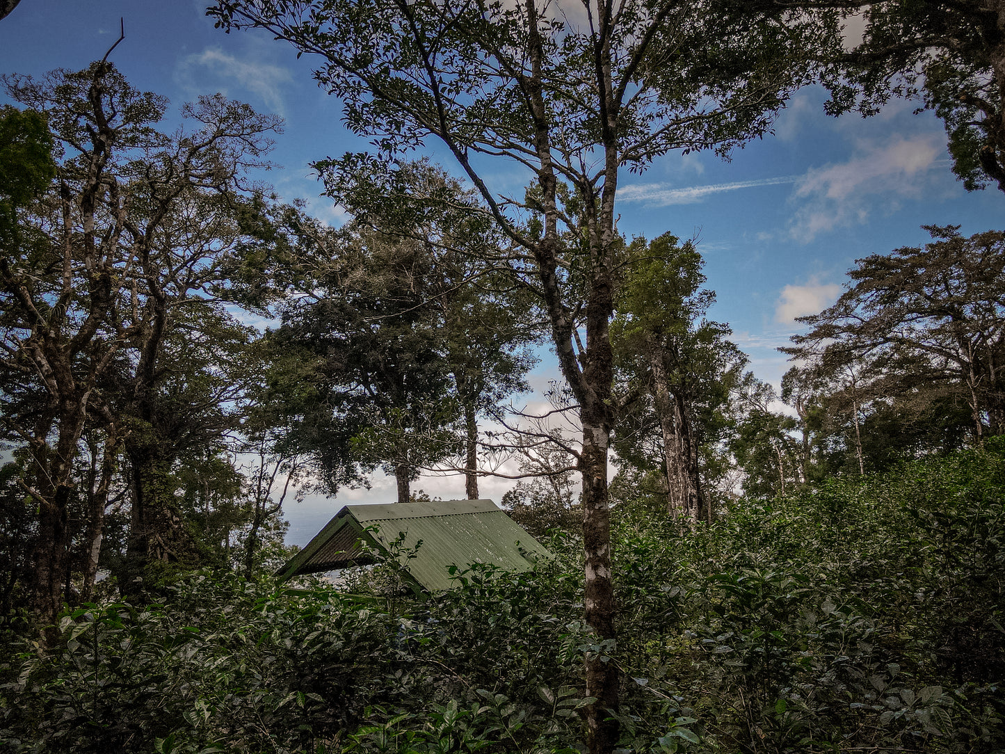 Agricola Geisha Anaerobic Washed