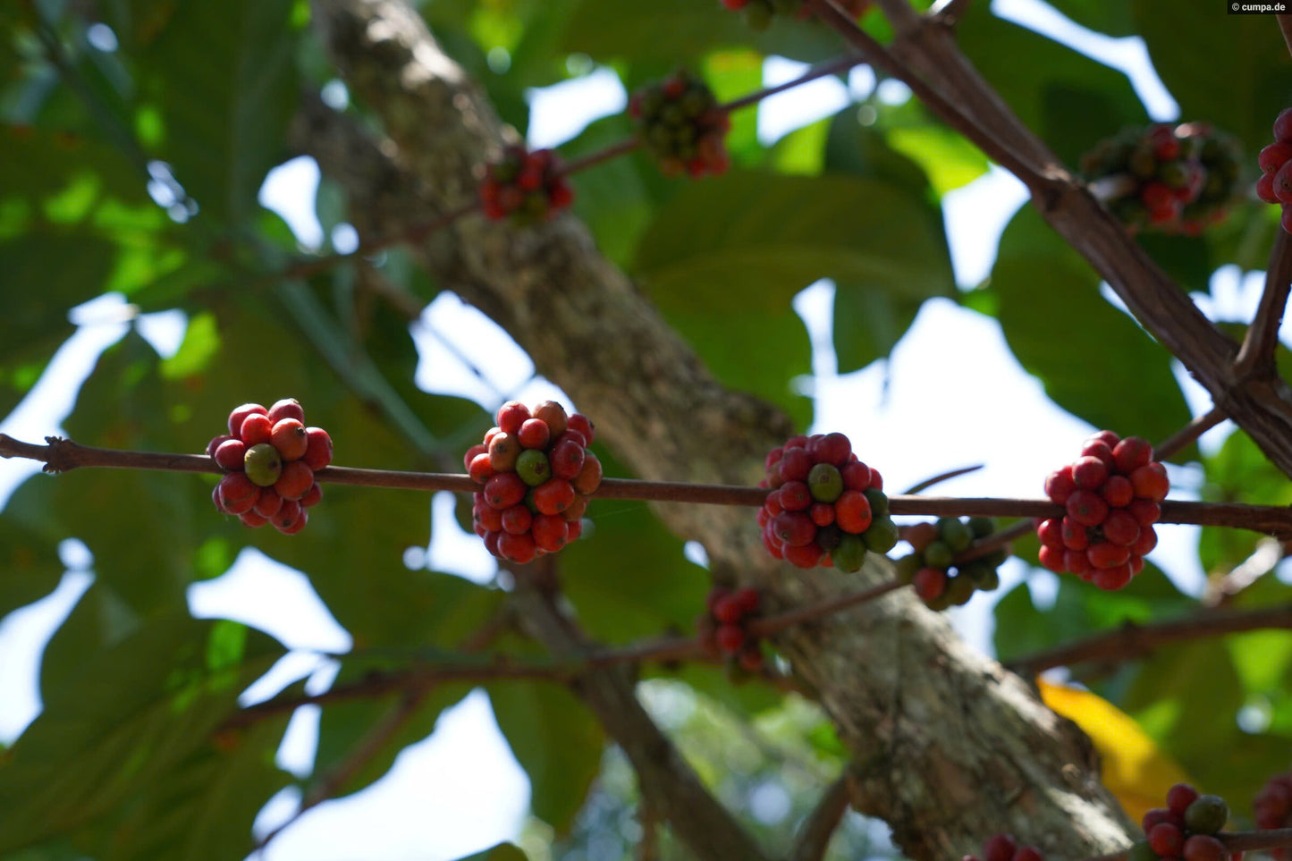 Sống Động Liberica/Excelsa CM Natural