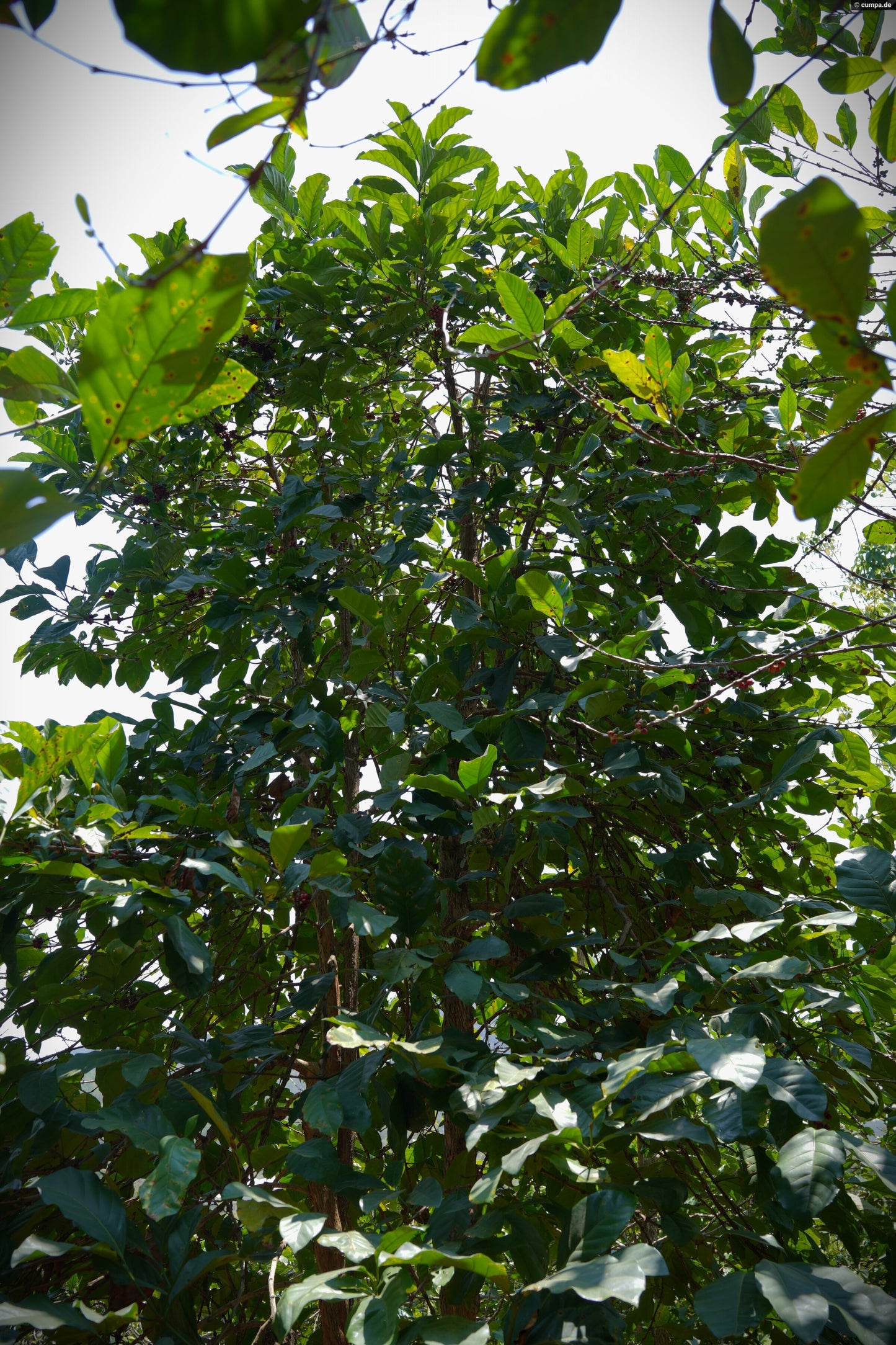 Sống Động Liberica/Excelsa CM Natural