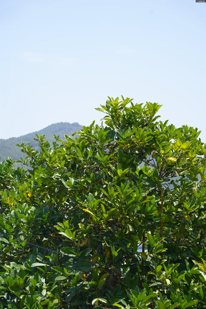 Sống Động Liberica/Excelsa CM Natural