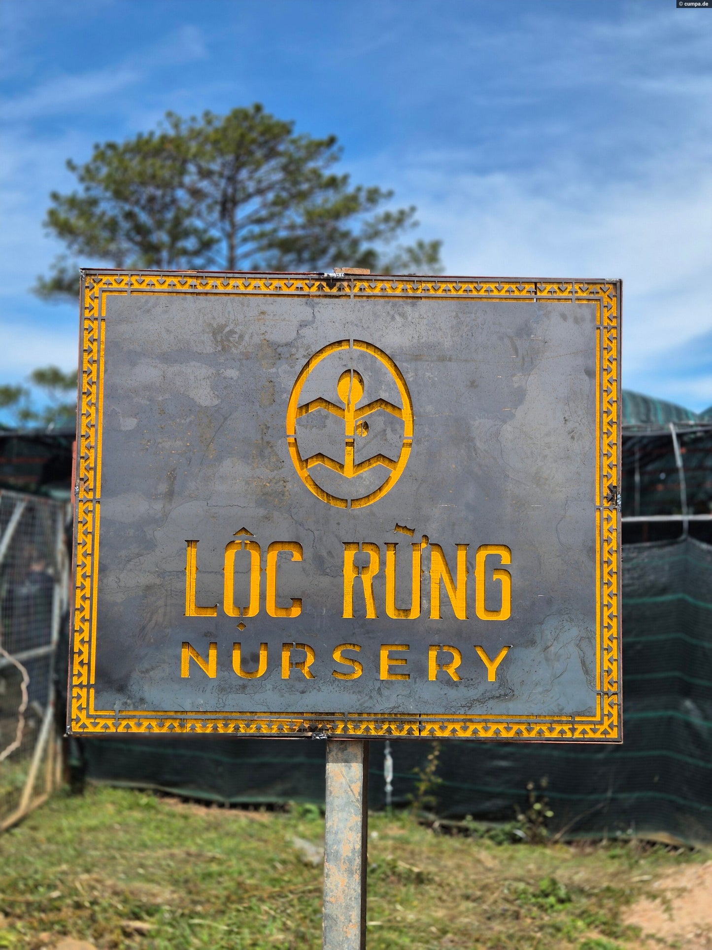 Sống Động Liberica/Excelsa CM Natural